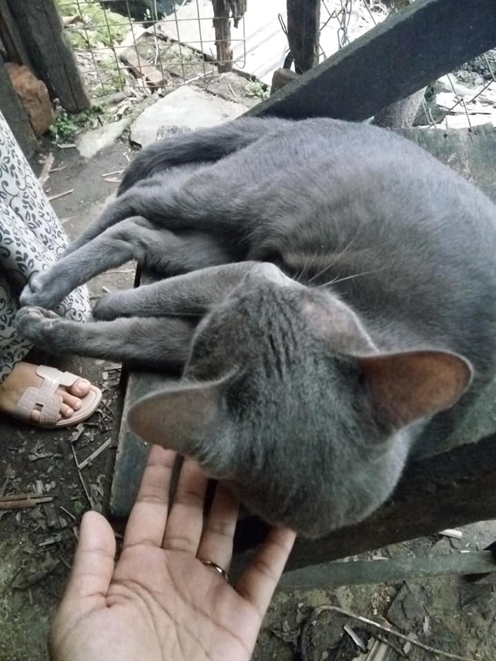 burmese cat… like blackpanther