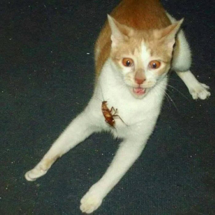 OMG... cockroach..hellllllPpppppp:-):-)