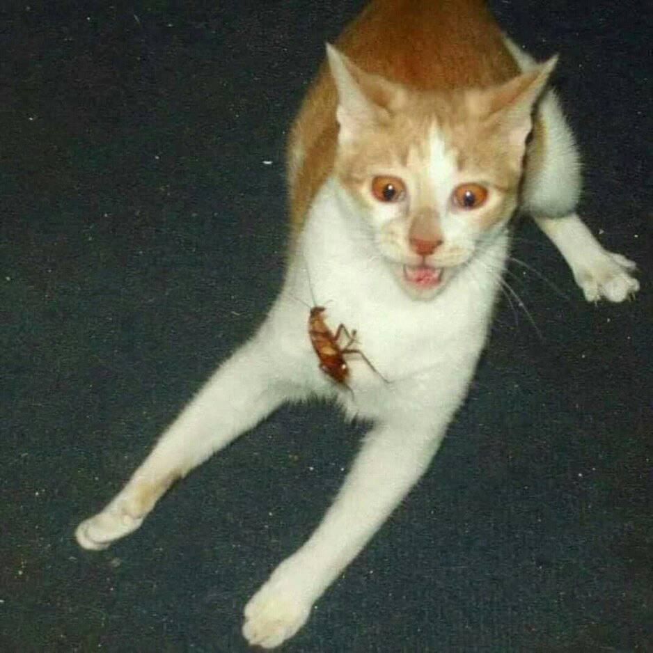 OMG... cockroach..hellllllPpppppp:-):-)