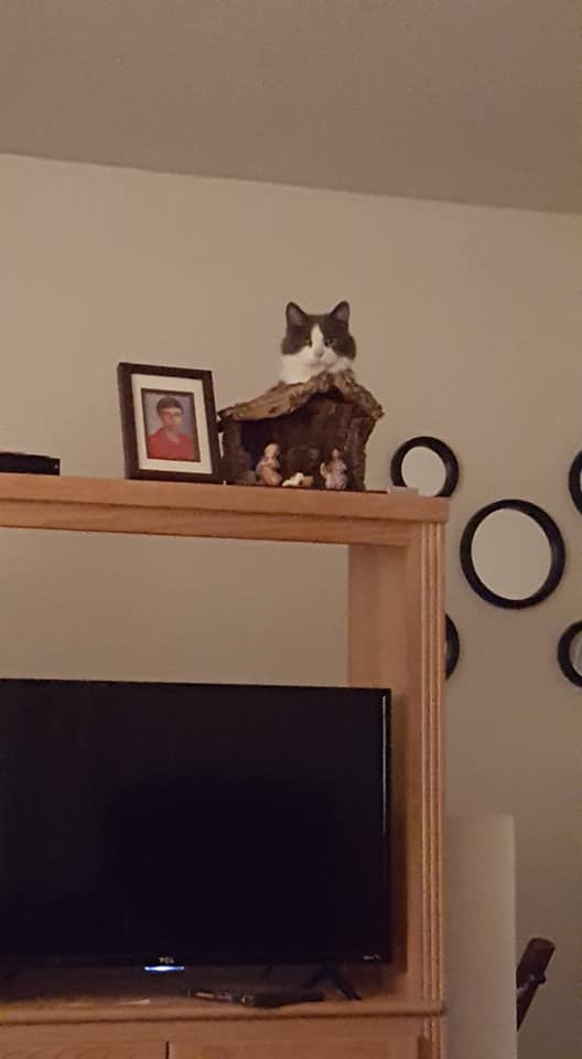 The poses these two have! Love them both. Sugar is the grey one and Garfield is