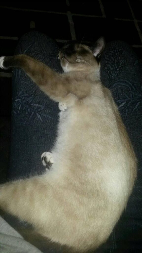 My new sleeping place...mommies lap