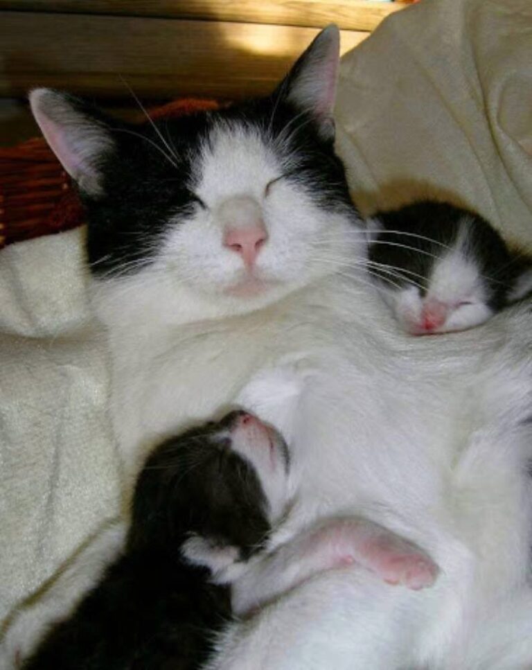 Cute Cat Moment