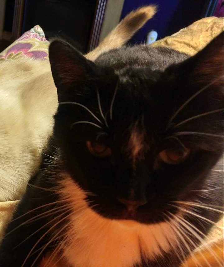 This is my cat Chipper, he died early this morning at the age of 18. I had to bu