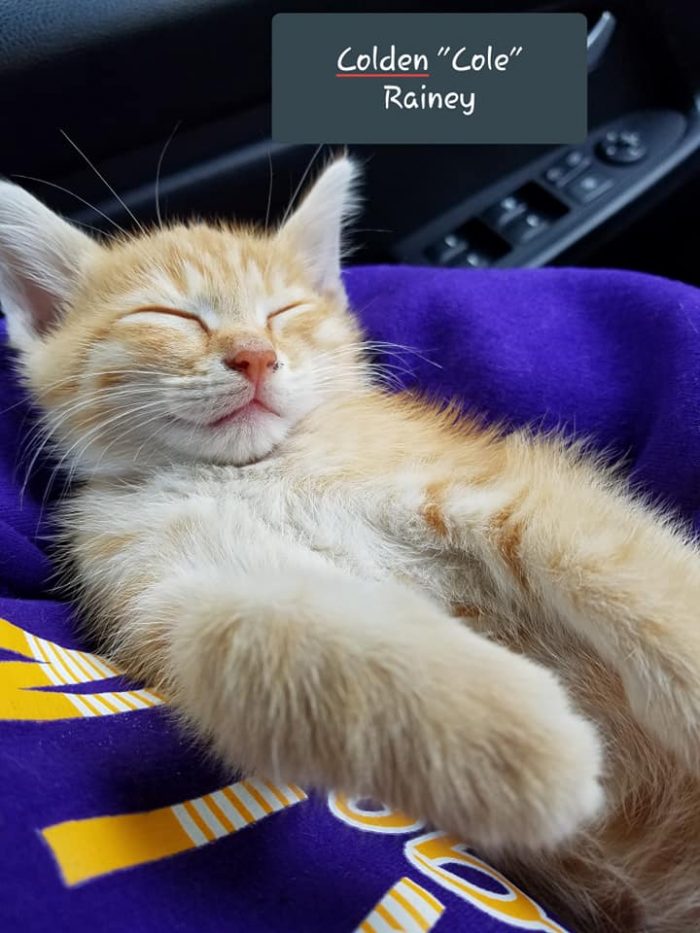 Rescued these two gorgeous loves from someone who was allergic who my husband us