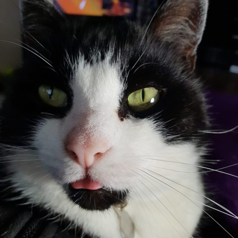 My gorgeous puss cat!