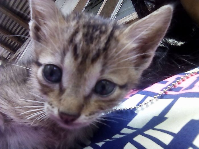 Rest in peace, my Hiro... May you find rainbows in your path....