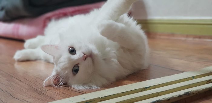 My lovely cat