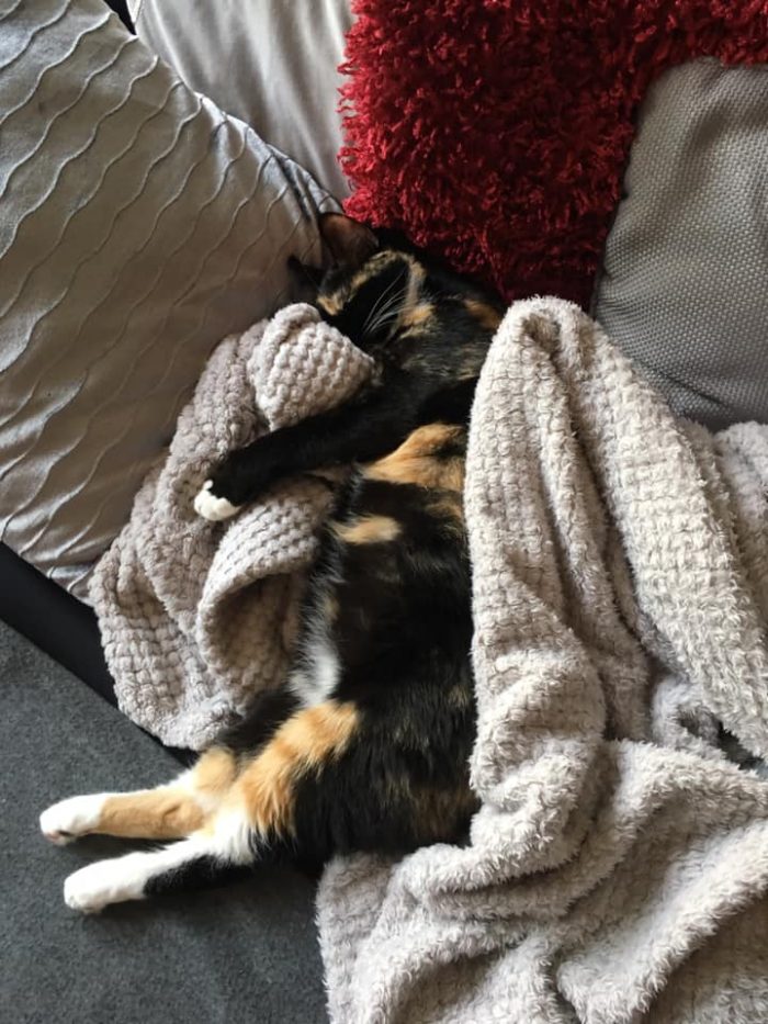 Someone looks very cosy