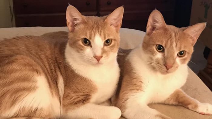 A little more Ferris and Buddy.