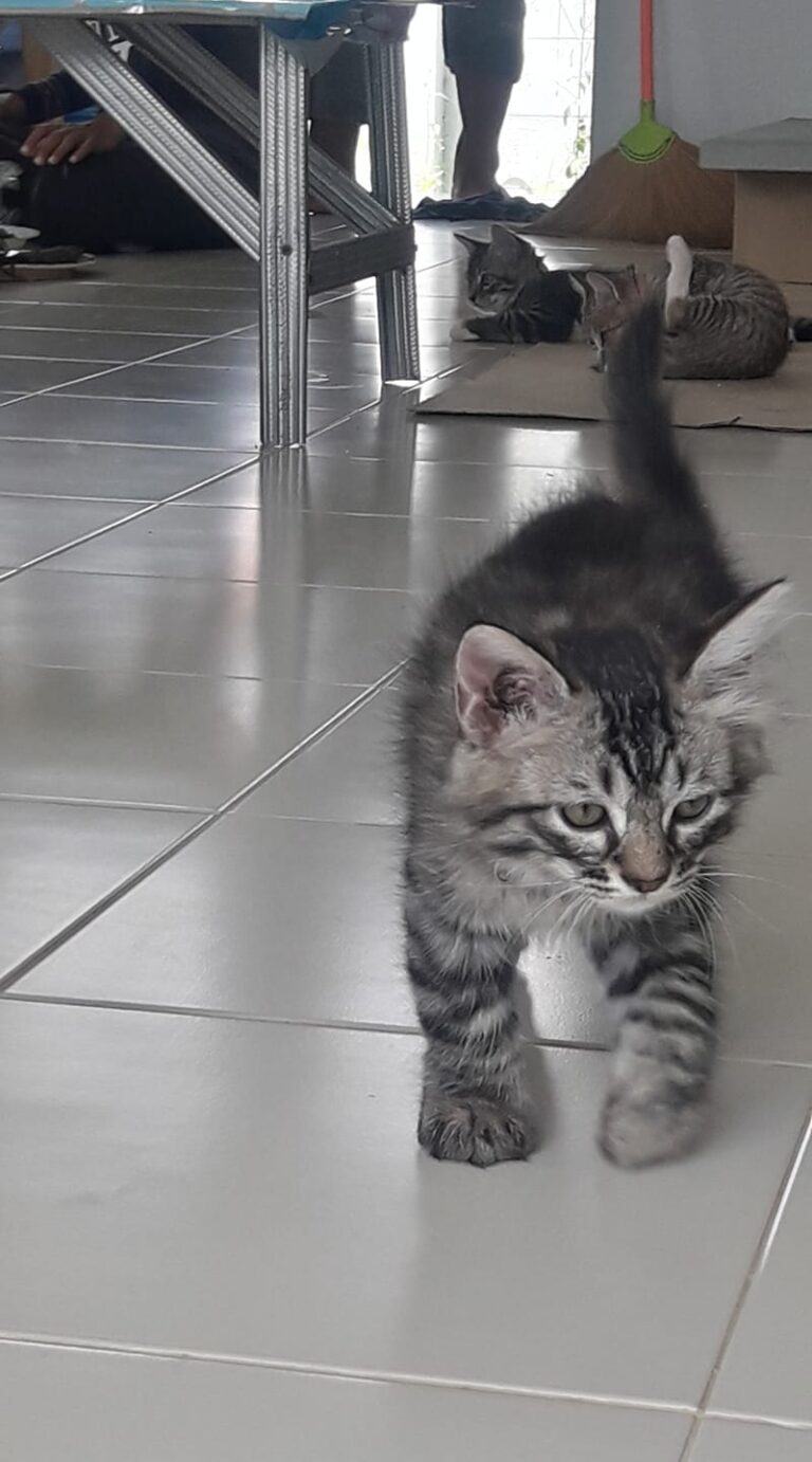 Name tiger