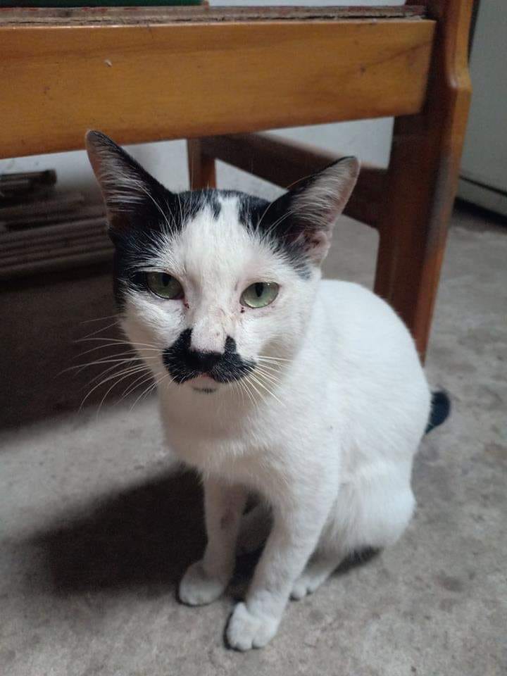 Hii....my name is Chaplin