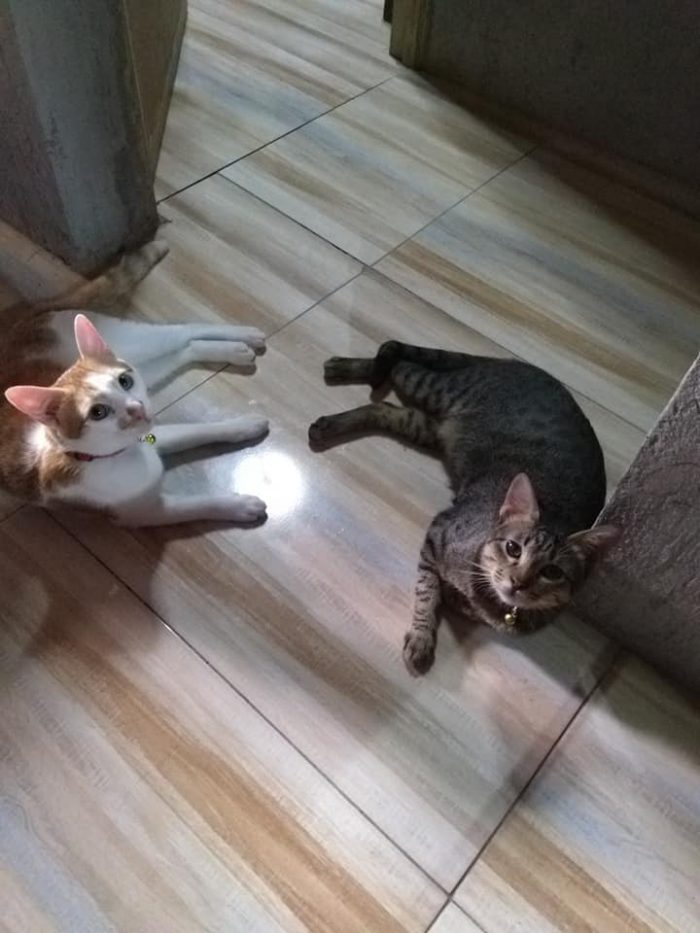 Good morning friends. meowww