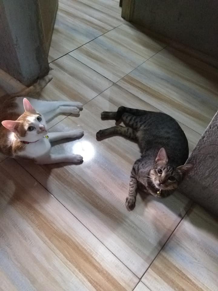 Good morning friends. meowww