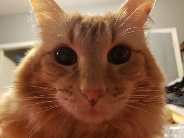 Happy Cat laying on my chest.