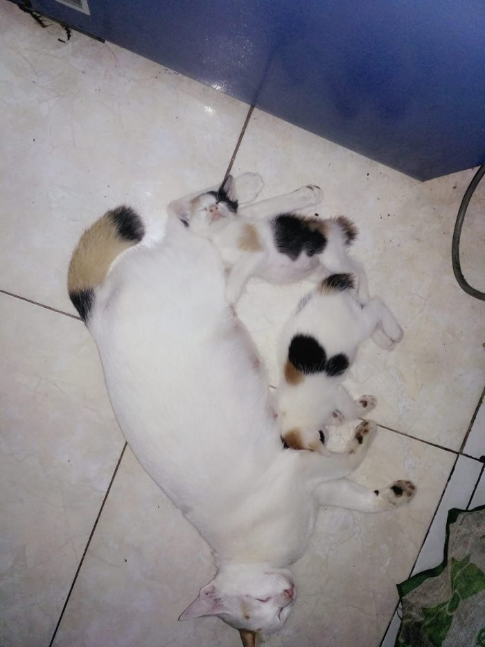 Septa..,Septy..,& mom.