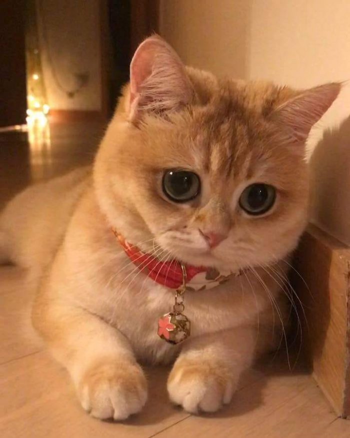 So beautiful  I love it very much  to this Cat
