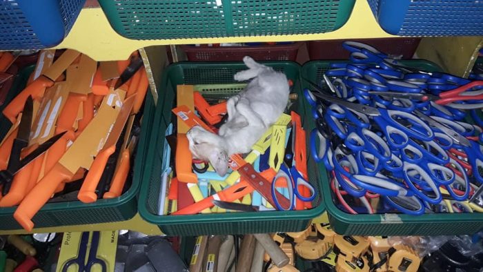 #Cat knife..... i though she's dead but she was sleeping so i don't disturb her.