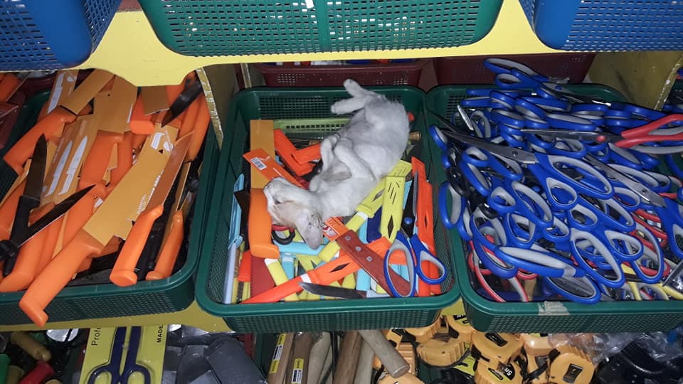 #Cat knife..... i though she's dead but she was sleeping so i don't disturb her.