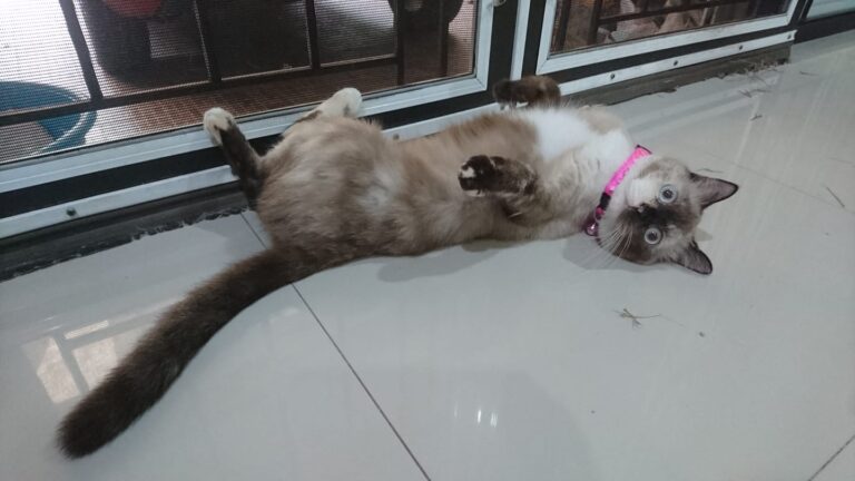 Chilling after vaccine