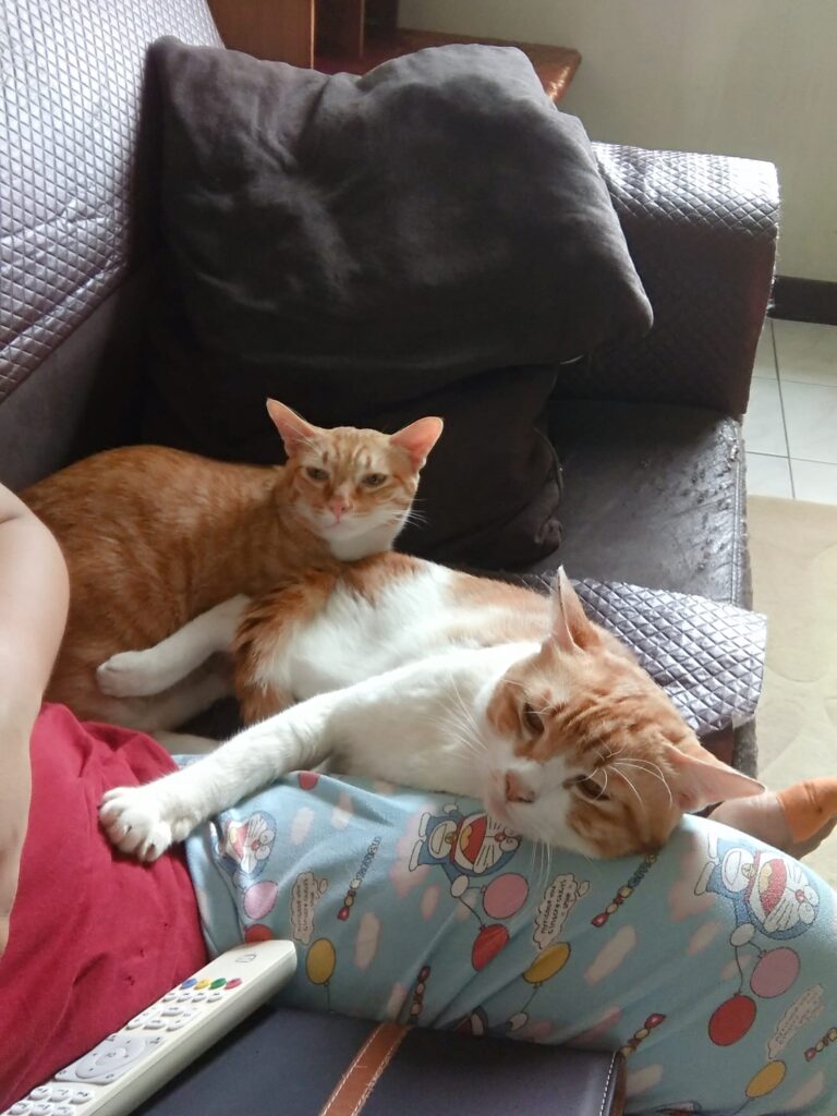 2 of my 9 cats ...I love all my babies ..