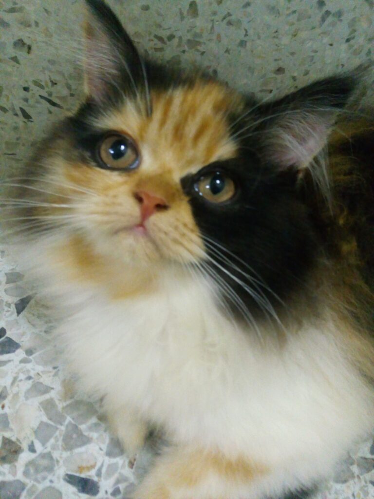 Hi! What are you looking for ?