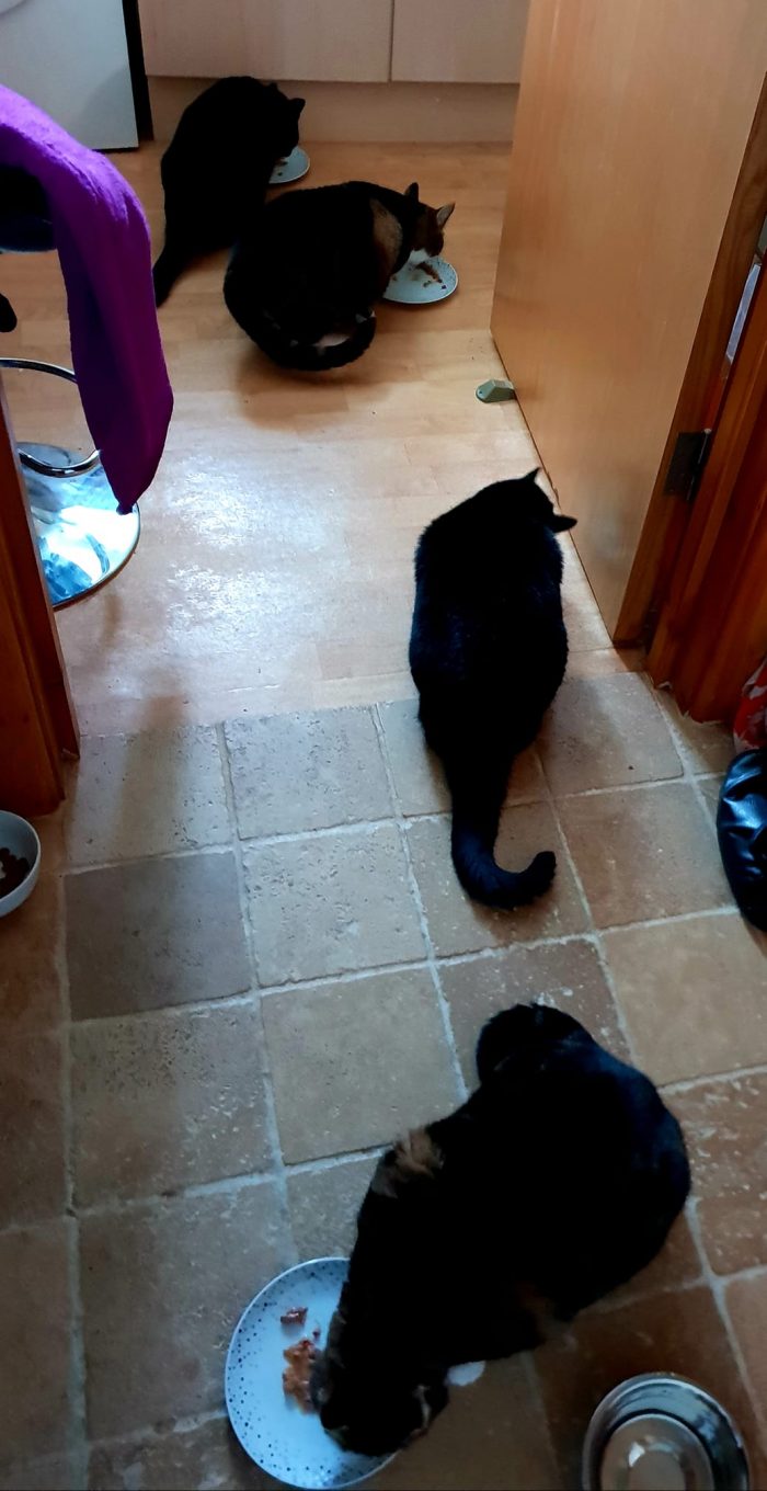 Feeding time for Lem, Alice,Nikki and Tommy