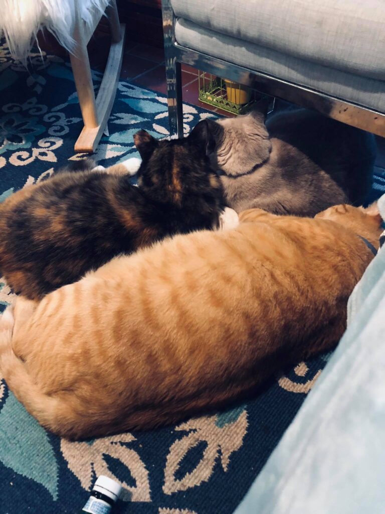 These are three of five cats that rescued me. Lol