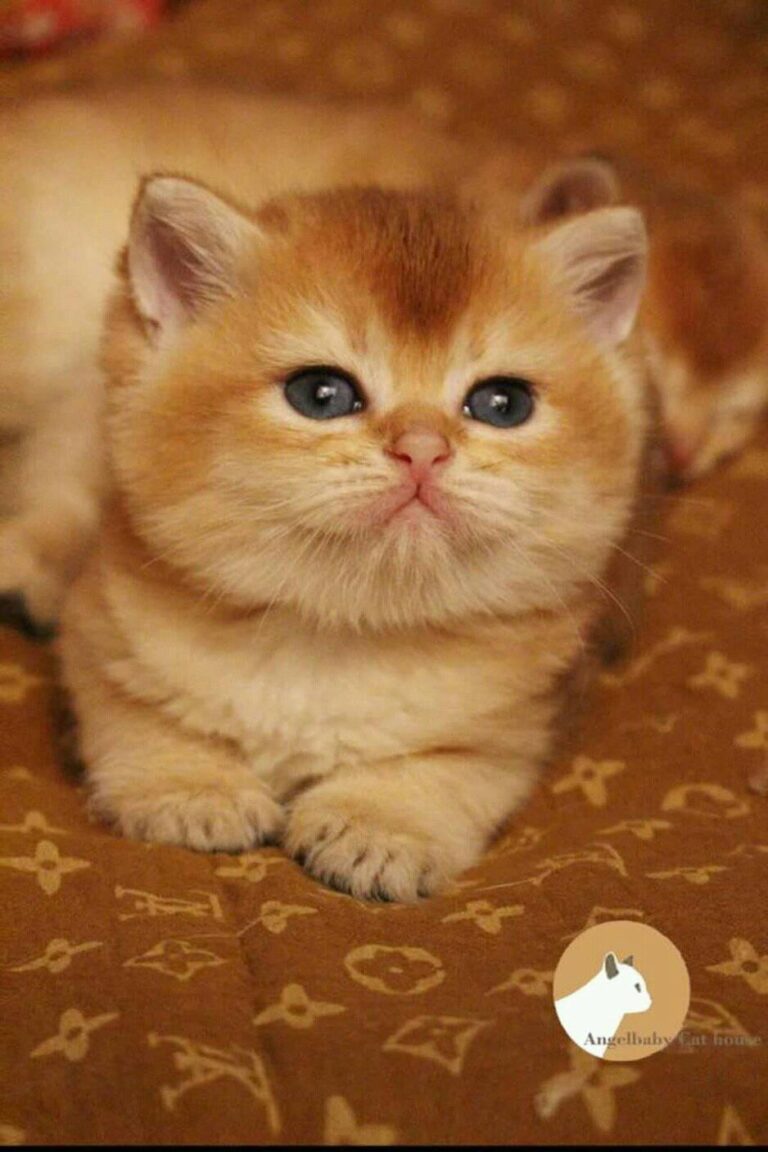 just wanted to kiss you..cat Lover's...