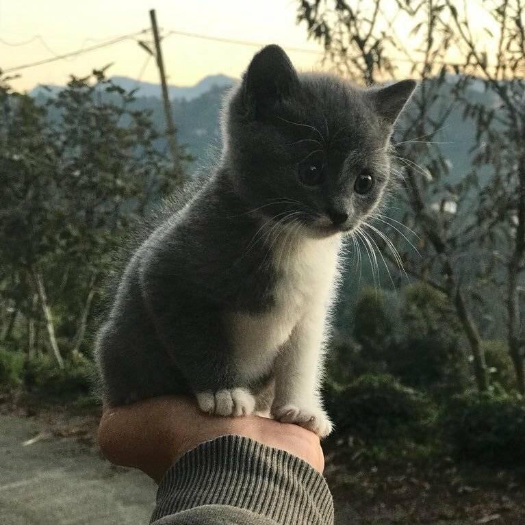 Good Evening Kitty's Friends