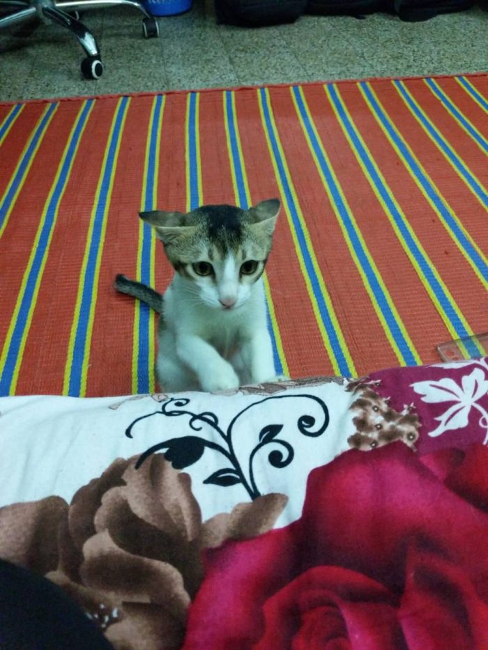 Someone seeking for the attention