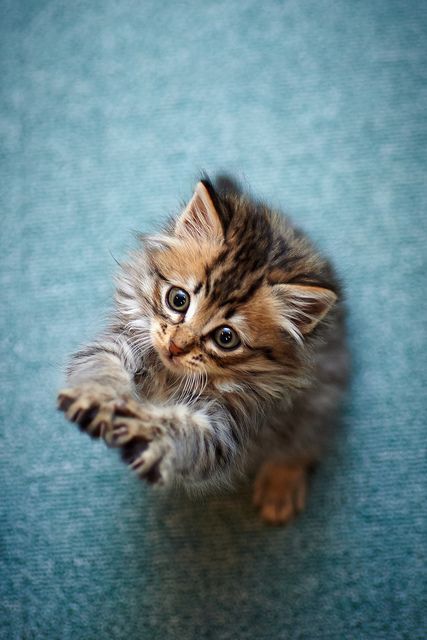 Cute Cat Moment