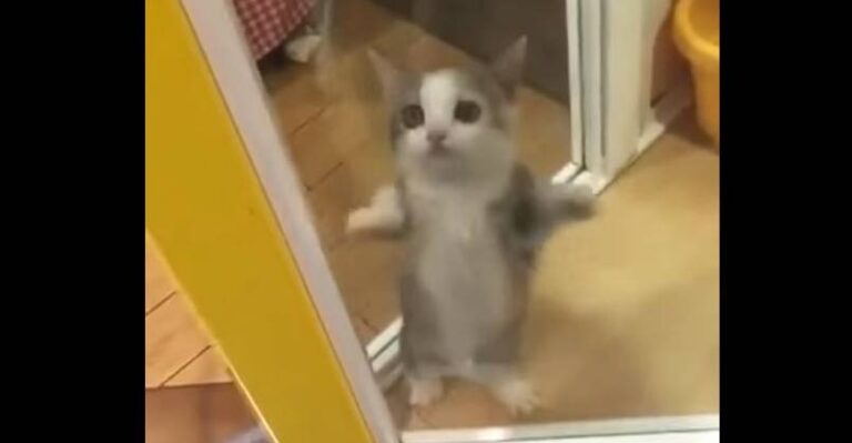 A Cat’s Reaction to When His Human Comes Home is Too Cute! – We Love
