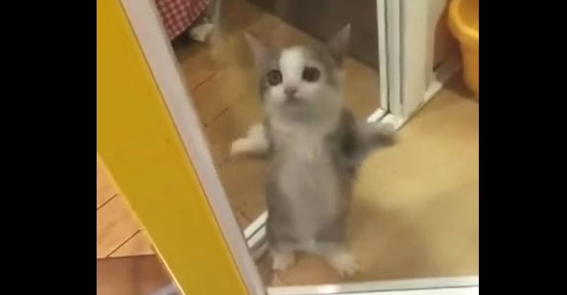 A Cat’s Reaction to When His Human Comes Home is Too Cute! – We Love