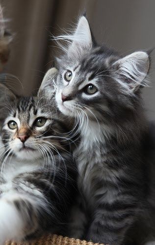 A favourite pet - photo