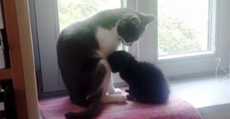 Adopted Kitten Bonds with Family Cat
