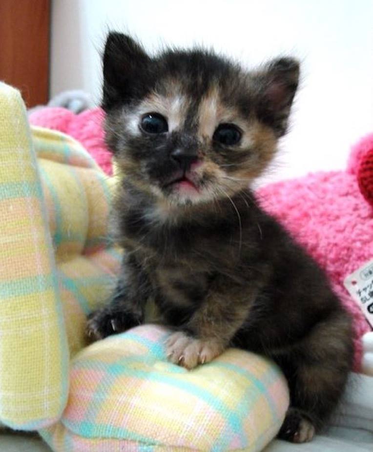 Am I cute? You most certainly are little kitten !
