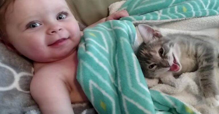 Cuteness Overload With a Baby Girl and Her Kitten Friend