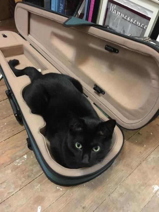 Black cat music case takeover. Guitar cases, cello cases, viola