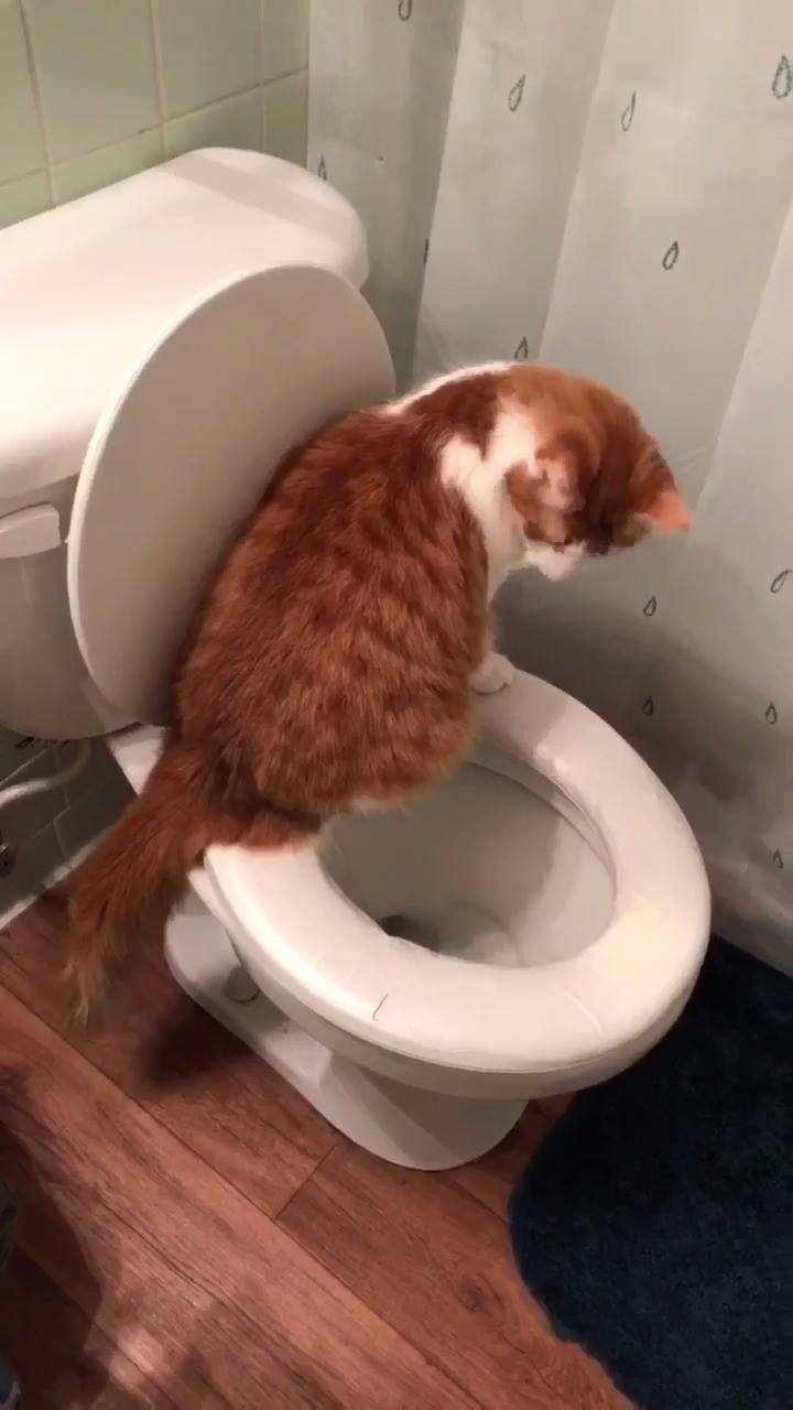 Bowie the Cat