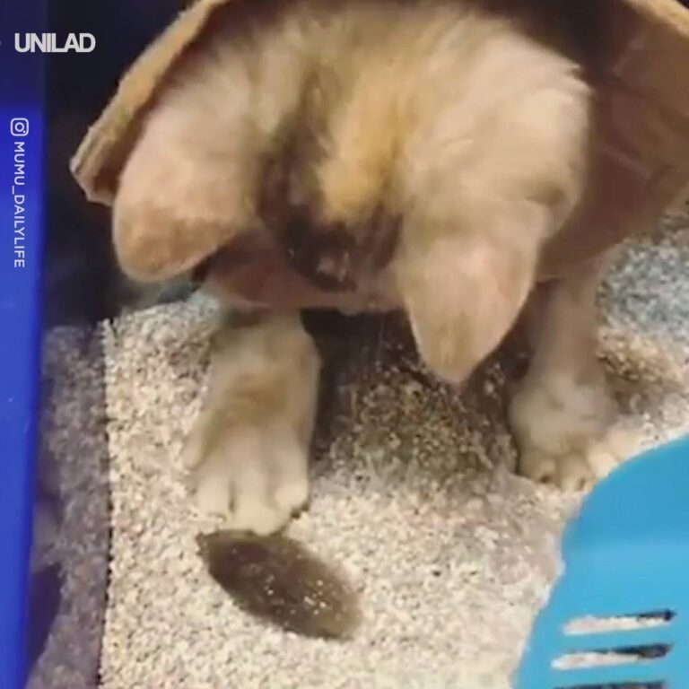 Cat Accidentally Buries Tail In Litter Tray