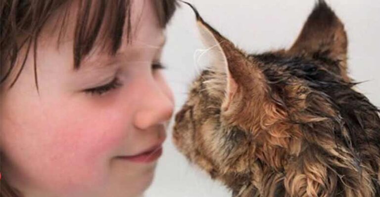 Cat And His Favorite Girl Are Unstoppable – We Love Cats and Kittens