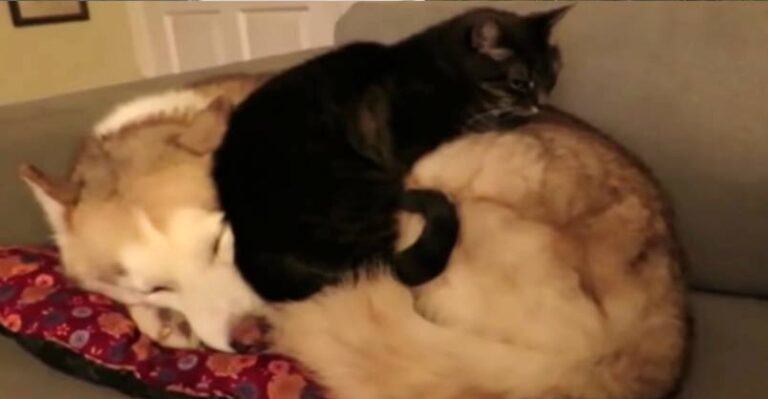 Cat Decides to Casually Sit Down on Sleeping Dog – We Love Cats and