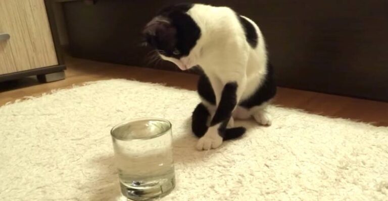 Cat Has Mind Blown By Sparkling Water – We Love Cats and Kittens
