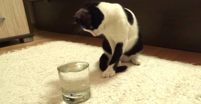 Cat Has Mind Blown By Sparkling Water – We Love Cats and Kittens