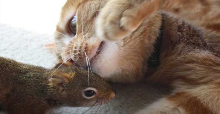 Cat Is SO Gentle With His Squirrel Brother – We Love Cats and Kittens