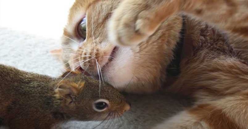 Cat Is SO Gentle With His Squirrel Brother – We Love Cats and Kittens