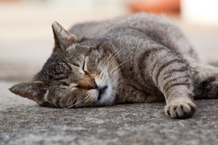Cat Purrs Don’t Always Mean Your Kitty is Happy
