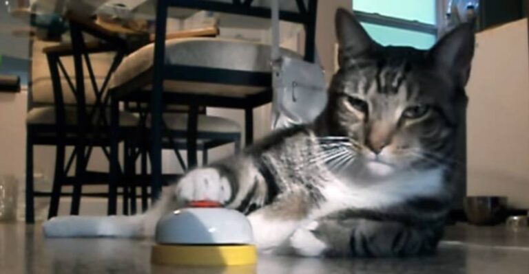 Cat Rings Bell for Treats – service please!