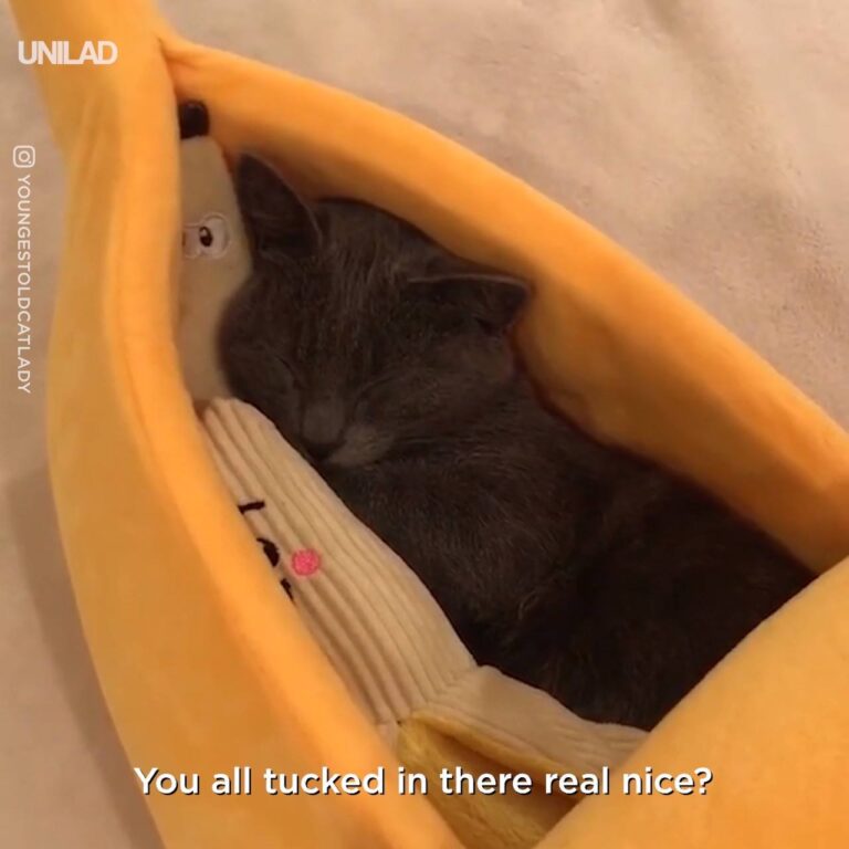 Cat Sleeping In Banana Bed