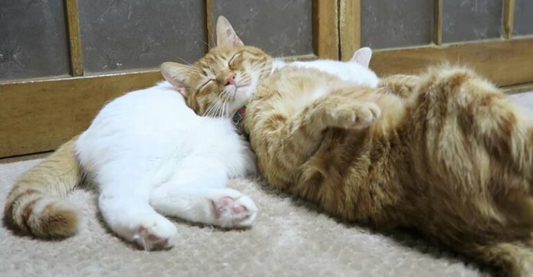 Cat Uses Cat as Pillow – We Love Cats and Kittens